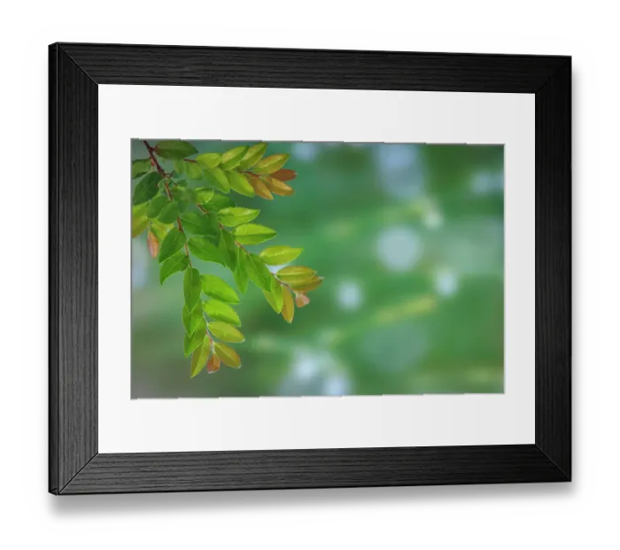 Framed Print : USA, Washington State, Seabeck. Evergreen huckleberry branch in spring Framed Print : USA, Washington State, Seabeck. Evergreen huckleberry branch in spring