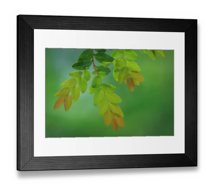 Framed Print : USA, Washington State, Seabeck. Huckleberry branch close-up in spring Framed Print : USA, Washington State, Seabeck. Huckleberry branch close-up in spring