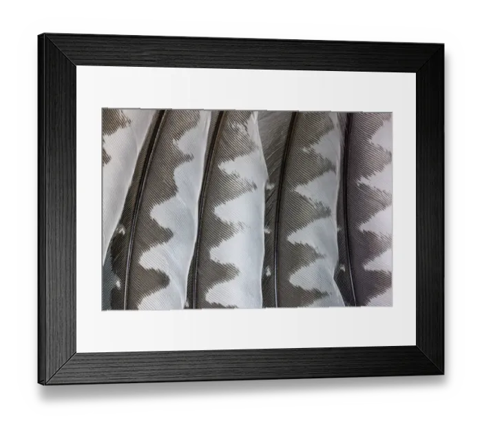 Framed Print : USA, Washington State, Seabeck. Close-up of woodpecker feathers Framed Print : USA, Washington State, Seabeck. Close-up of woodpecker feathers
