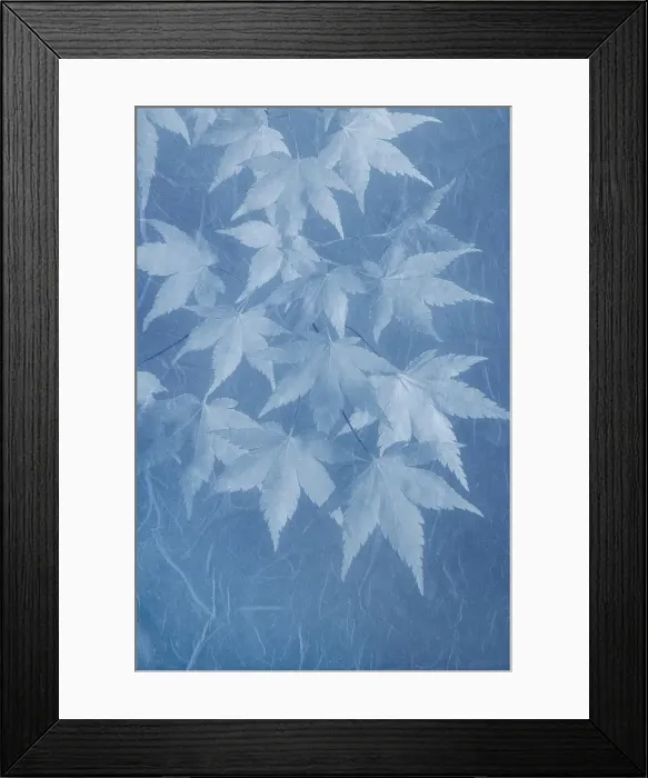 Framed Print : USA, Washington State, Seabeck. Montage of Japanese maple branches Framed Print : USA, Washington State, Seabeck. Montage of Japanese maple branches