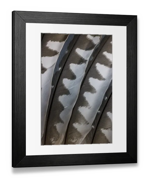 Framed Print : USA, Washington State, Seabeck. Close-up of woodpecker feathers