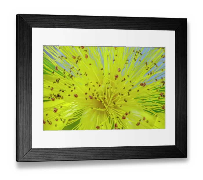 Framed Print : USA, Washington State, Seabeck. St. John's wort flower