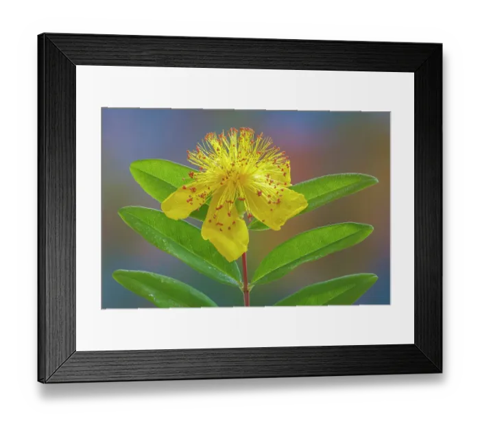 Framed Print : USA, Washington State, Seabeck. St. John's wort flower