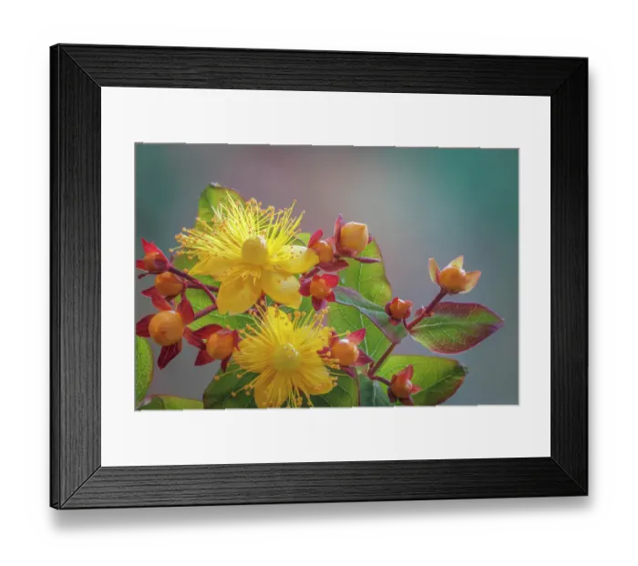 Framed Print : USA, Washington State, Seabeck. St. John's wort flowers and buds Framed Print : USA, Washington State, Seabeck. St. John's wort flowers and buds