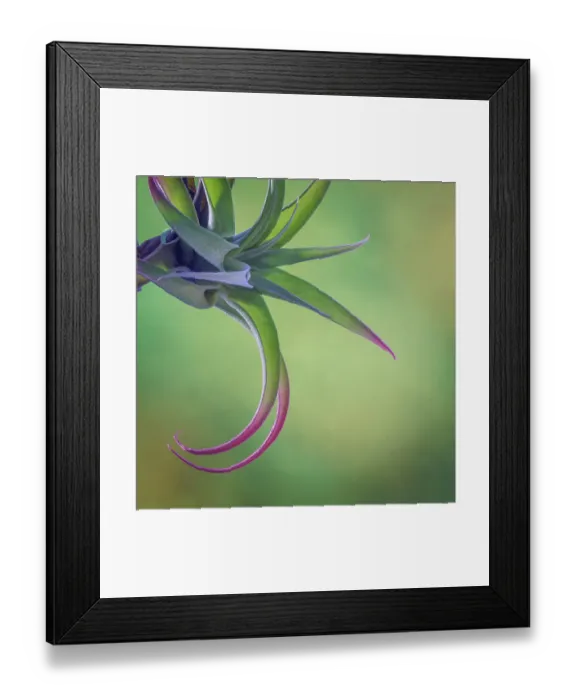 Framed Print : USA, Washington State, Seabeck. Close-up of air plant Framed Print : USA, Washington State, Seabeck. Close-up of air plant
