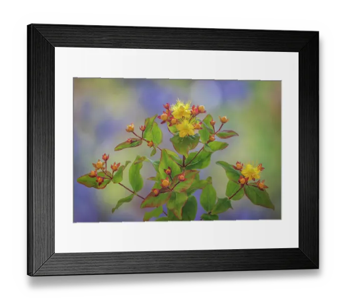 Framed Print : USA, Washington State, Seabeck. St. John's wort flowers and buds