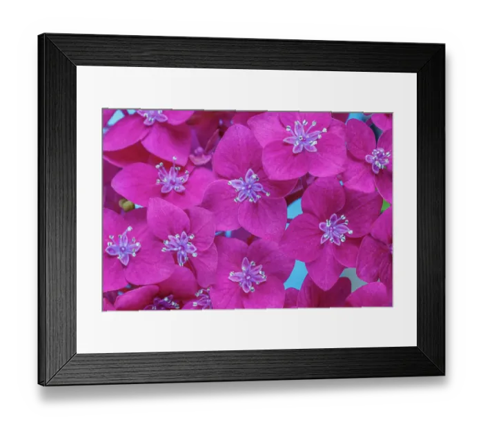 Framed Print : USA, Washington State, Seabeck. Hydrangea blossoms close-up