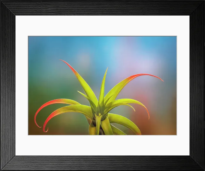 Framed Print : USA, Washington State, Seabeck. Close-up of air plant Framed Print : USA, Washington State, Seabeck. Close-up of air plant