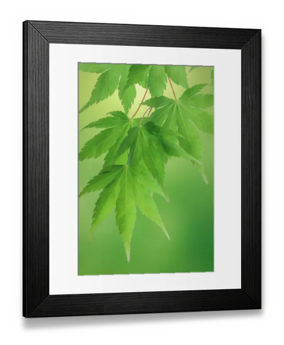Framed Print : USA, Washington State, Seabeck. Japanese maple branches close-up Framed Print : USA, Washington State, Seabeck. Japanese maple branches close-up