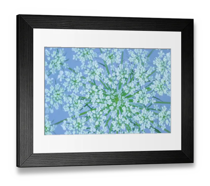 Framed Print : USA, Washington State, Seabeck. Bishop's weed flowers Framed Print : USA, Washington State, Seabeck. Bishop's weed flowers