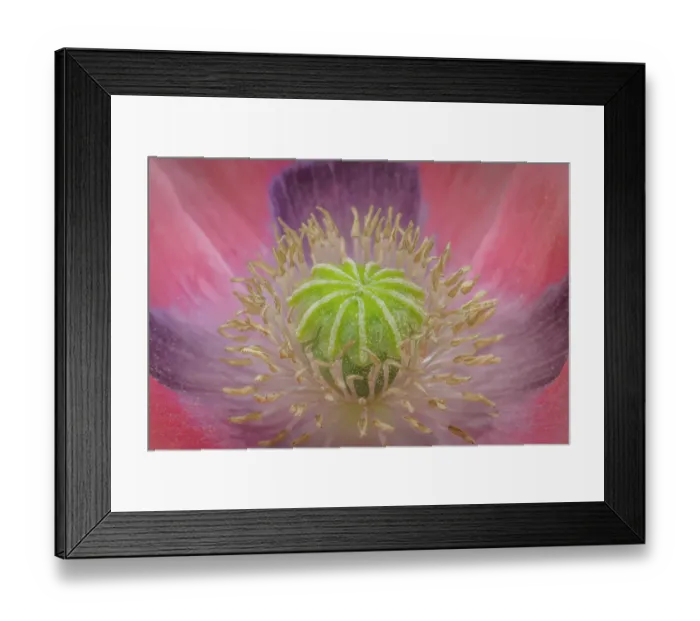 Framed Print : USA, Washington State, Seabeck. Pink poppy close-up Framed Print : USA, Washington State, Seabeck. Pink poppy close-up