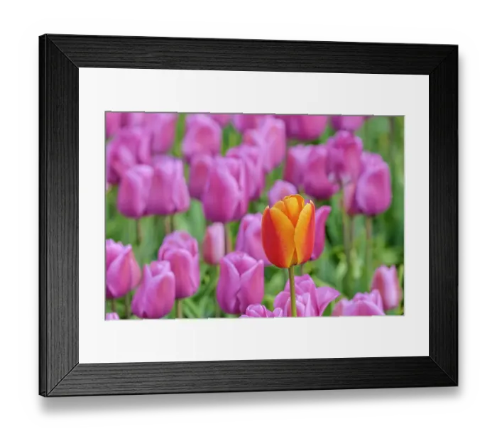 Framed Print : USA, Washington State, Skagit Valley, Lone orange tulip amongst pink tulips Framed Print : USA, Washington State, Skagit Valley, Lone orange tulip amongst pink tulips