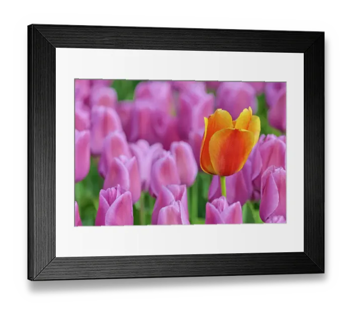Framed Print : USA, Washington State, Skagit Valley, Lone orange tulip amongst pink tulips Framed Print : USA, Washington State, Skagit Valley, Lone orange tulip amongst pink tulips