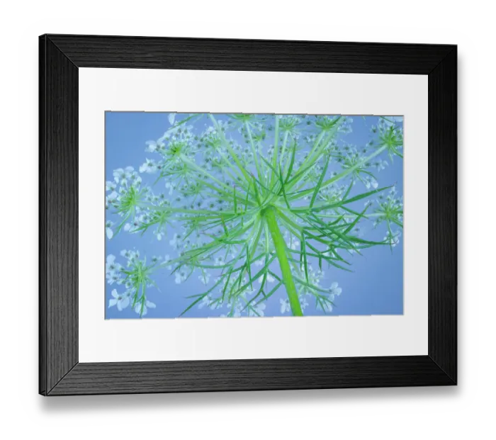 Framed Print : USA, Washington State, Seabeck. Underside of bishop's weed plant and flowers