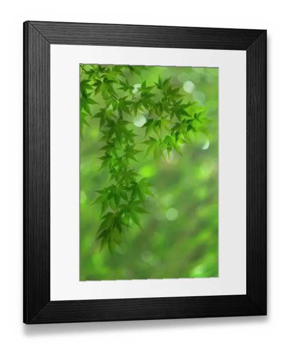 Framed Print : USA, Washington State, Seabeck. Japanese maple branches Framed Print : USA, Washington State, Seabeck. Japanese maple branches