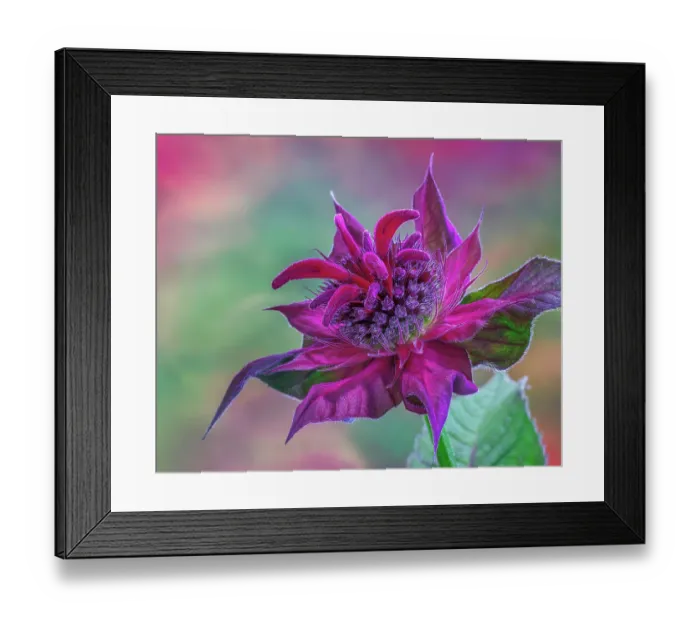 Framed Print : USA, Washington State, Seabeck. Purple bee balm blossom close-up Framed Print : USA, Washington State, Seabeck. Purple bee balm blossom close-up