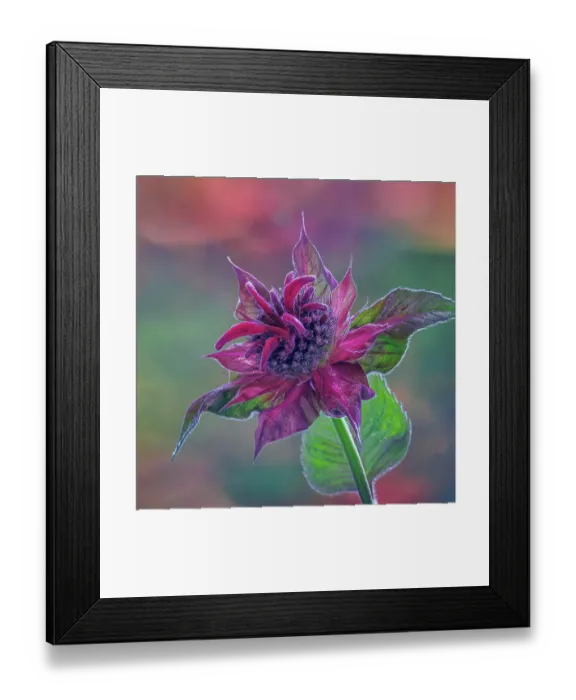 Framed Print : USA, Washington State, Seabeck. Purple bee balm blossom close-up