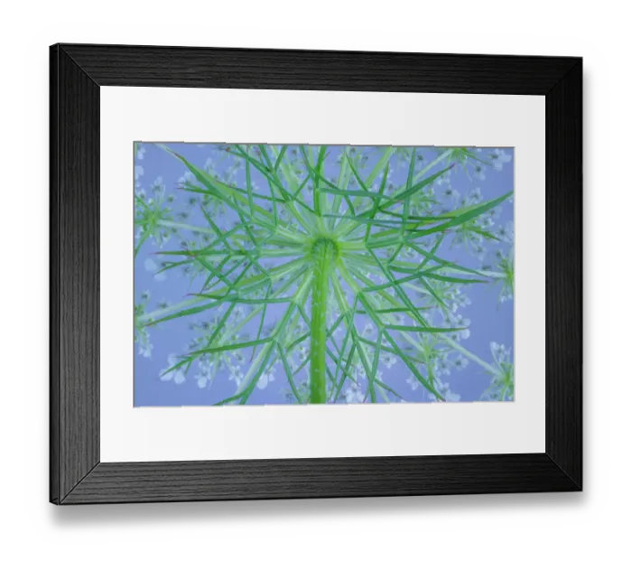 Framed Print : USA, Washington State, Seabeck. Underside of bishop's weed plant and flowers Framed Print : USA, Washington State, Seabeck. Underside of bishop's weed plant and flowers