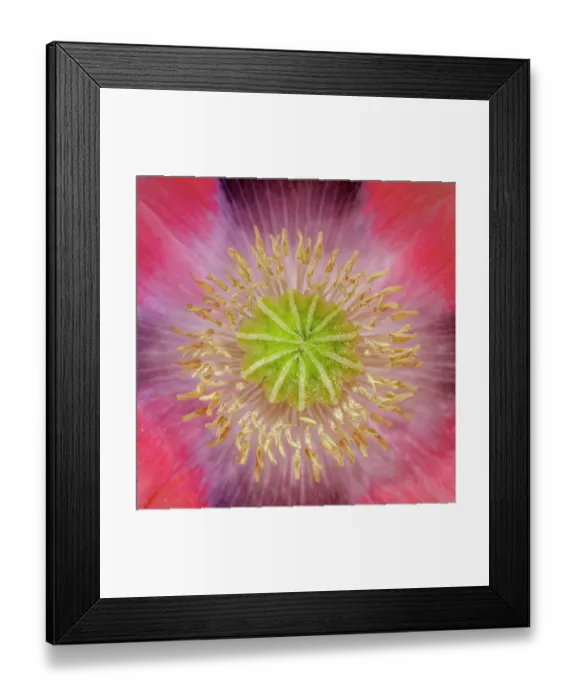 Framed Print : USA, Washington State, Seabeck. Pink poppy close-up Framed Print : USA, Washington State, Seabeck. Pink poppy close-up