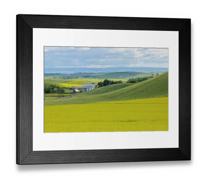Framed Print : USA, Washington State, Palouse. Canola field surrounding farm and silos. (Editorial Use Only)