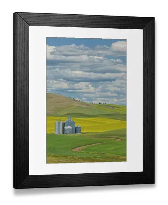 Framed Print : USA, Washington State, Palouse. Canola field surrounding silos. (Editorial Use Only)