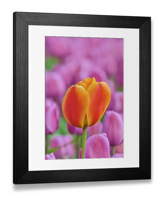 Framed Print : USA, Washington State, Skagit Valley, Lone orange tulip amongst pink tulips Framed Print : USA, Washington State, Skagit Valley, Lone orange tulip amongst pink tulips
