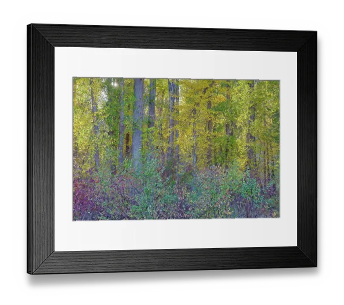Framed Print : USA, Washington State. Methow Valley fall colored cottonwood trees and native dogwood Framed Print : USA, Washington State. Methow Valley fall colored cottonwood trees and native dogwood