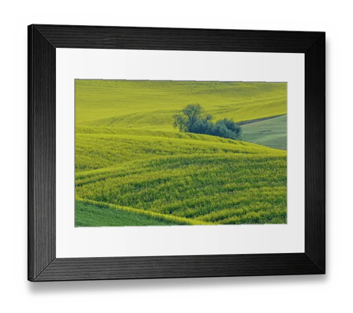 Framed Print : USA, Washington State, Palouse. Canola fields Framed Print : USA, Washington State, Palouse. Canola fields