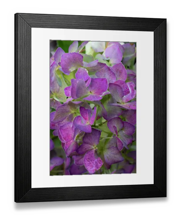 Framed Print : USA, Washington State, Sammamish. Garden hydrangea close-up of flower head Framed Print : USA, Washington State, Sammamish. Garden hydrangea close-up of flower head
