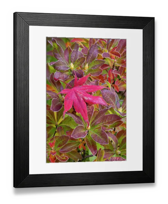 Framed Print : USA, Washington State, Sammamish. Garden with frost on fallen Japanese maple leaf onto frosted azalea Framed Print : USA, Washington State, Sammamish. Garden with frost on fallen Japanese maple leaf onto frosted azalea