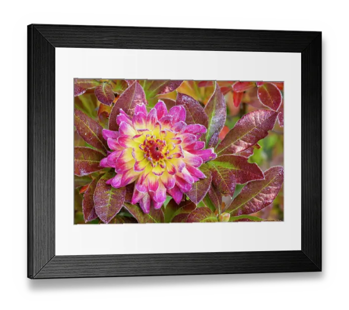 Framed Print : USA, Washington State, Sammamish. Garden with frost on dahlia