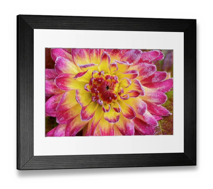 Framed Print : USA, Washington State, Sammamish. Garden with frost on dahlia
