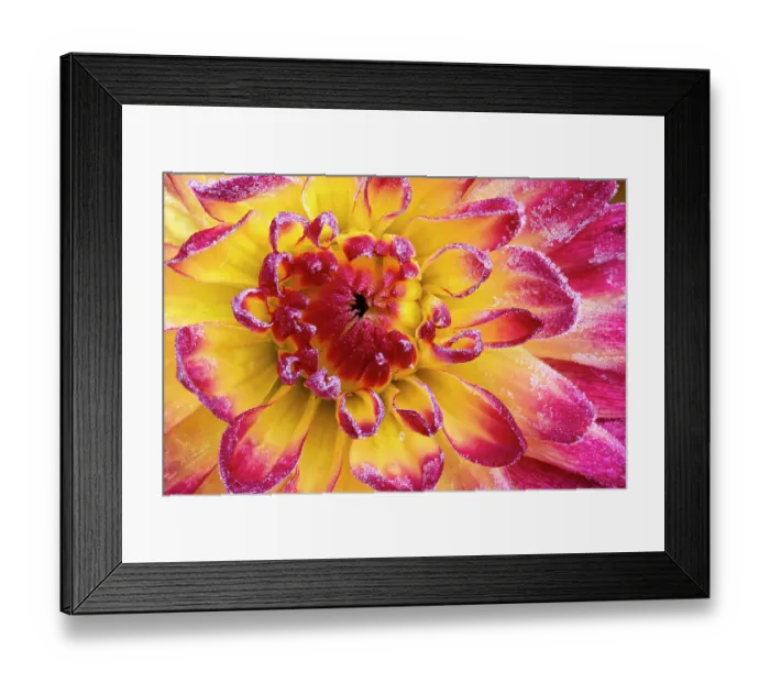 Framed Print : USA, Washington State, Sammamish. Garden with frost on dahlia Framed Print : USA, Washington State, Sammamish. Garden with frost on dahlia