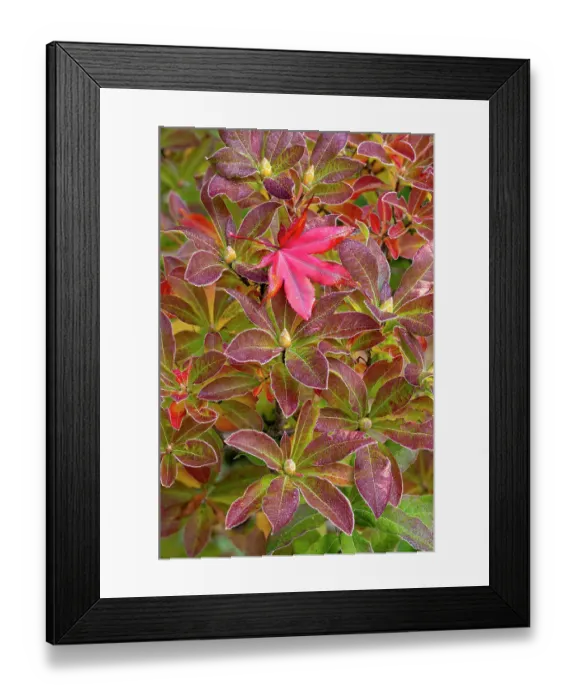 Framed Print : USA, Washington State, Sammamish. Garden with frost on fallen Japanese maple leaf onto frosted azalea Framed Print : USA, Washington State, Sammamish. Garden with frost on fallen Japanese maple leaf onto frosted azalea