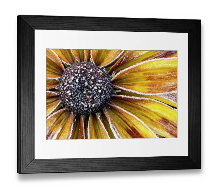 Framed Print : USA, Washington State, Sammamish. Zinnia with Autumn frost