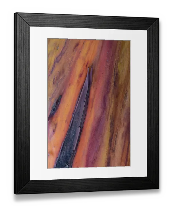 Framed Print : USA, Washington State, Anacortes. Madrones tree bark at Cap Sante Park Framed Print : USA, Washington State, Anacortes. Madrones tree bark at Cap Sante Park