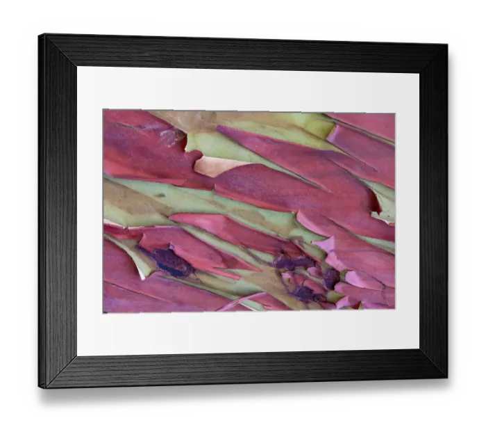 Framed Print : USA, Washington State, Anacortes. Madrones tree bark at Cap Sante Park
