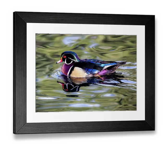 Framed Print : USA, Washington State, Sammamish. Yellow Lake Male Wood Duck Framed Print : USA, Washington State, Sammamish. Yellow Lake Male Wood Duck