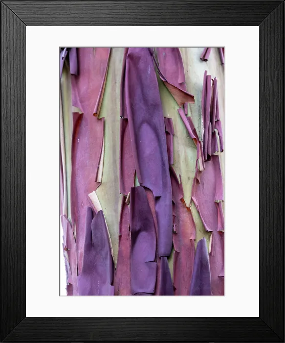 Framed Print : USA, Washington State, Anacortes. Madrones tree bark at Cap Sante Park Framed Print : USA, Washington State, Anacortes. Madrones tree bark at Cap Sante Park