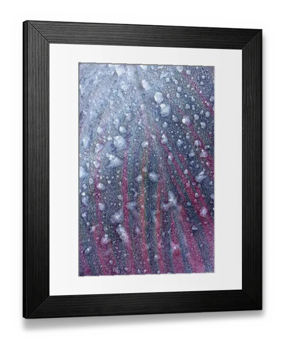 Framed Print : USA, Washington State, Sammamish. Frost and frozen rain drops on Canna Lily leaves Framed Print : USA, Washington State, Sammamish. Frost and frozen rain drops on Canna Lily leaves