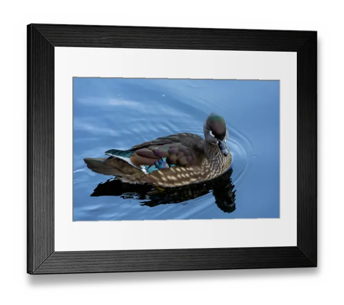 Framed Print : USA, Washington State, Sammamish. Yellow Lake female Wood Duck