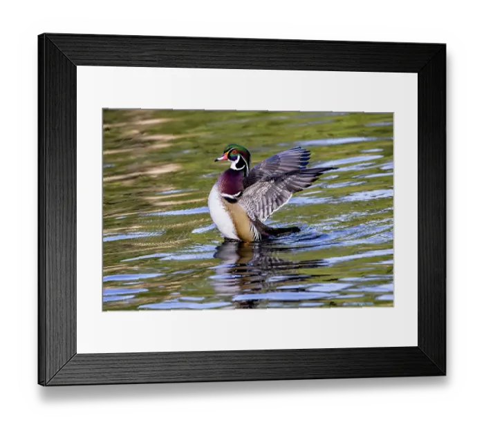 Framed Print : USA, Washington State, Sammamish. Yellow Lake Male Wood Duck. Flapping wings Framed Print : USA, Washington State, Sammamish. Yellow Lake Male Wood Duck. Flapping wings