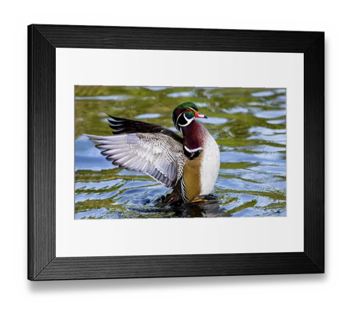 Framed Print : USA, Washington State, Sammamish. Yellow Lake Male Wood Duck. Flapping wings Framed Print : USA, Washington State, Sammamish. Yellow Lake Male Wood Duck. Flapping wings
