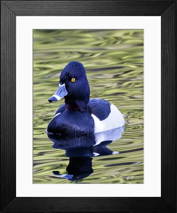 Framed Print : USA, Washington State, Sammamish. Ring-necked diving duck