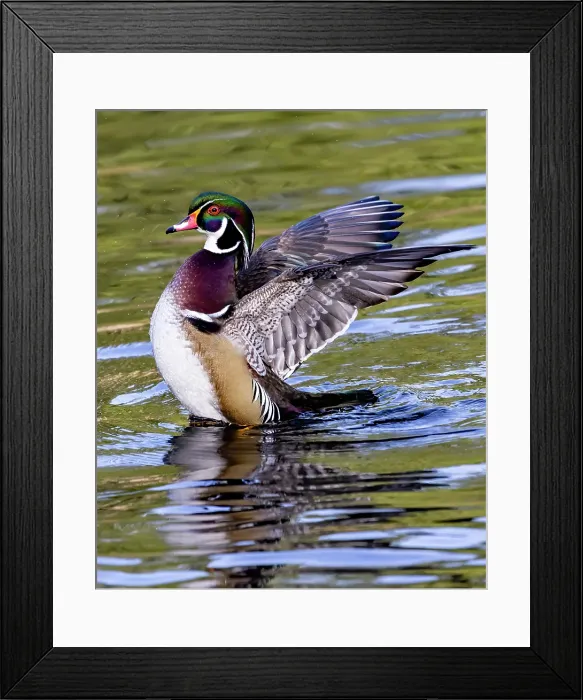 Framed Print : USA, Washington State, Sammamish. Yellow Lake Male Wood Duck. Flapping wings Framed Print : USA, Washington State, Sammamish. Yellow Lake Male Wood Duck. Flapping wings