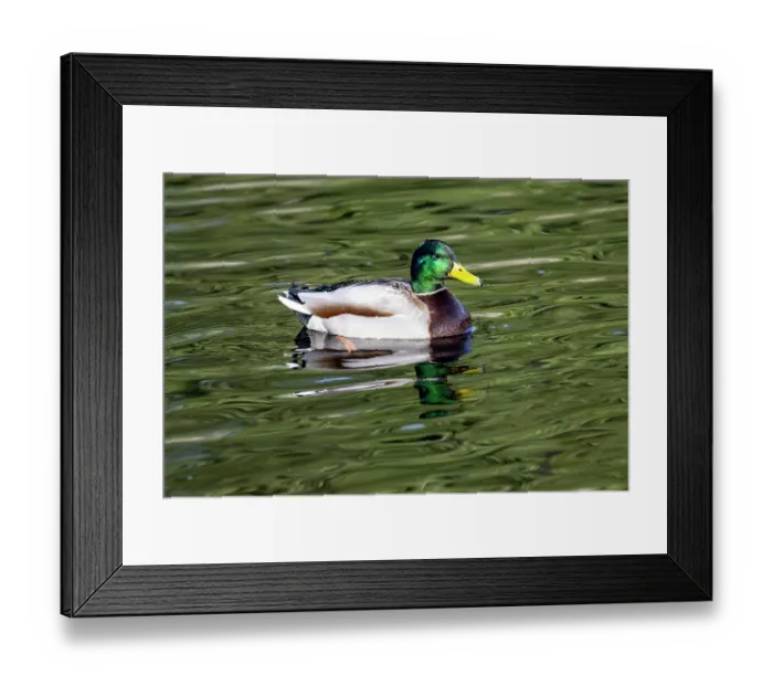 Framed Print : USA, Washington State, Sammamish. Yellow Lake Male Mallard Duck Framed Print : USA, Washington State, Sammamish. Yellow Lake Male Mallard Duck