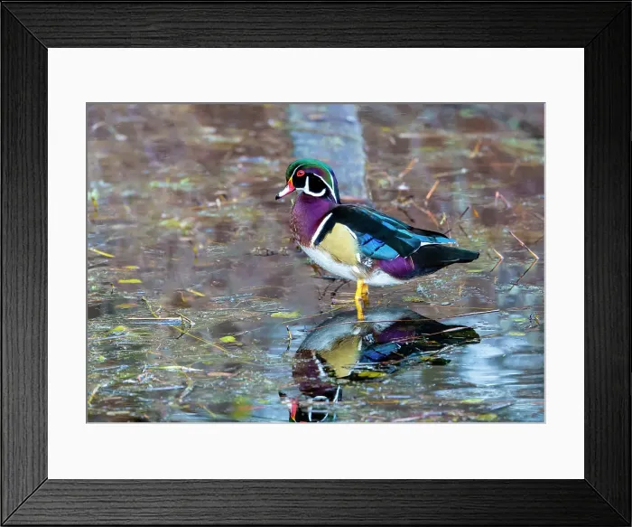 Framed Print : USA, Washington State, Sammamish. Yellow Lake Male Wood Duck Framed Print : USA, Washington State, Sammamish. Yellow Lake Male Wood Duck