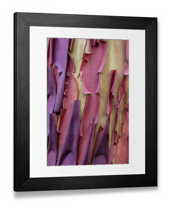 Framed Print : USA, Washington State, Anacortes. Madrones tree bark at Cap Sante Park Framed Print : USA, Washington State, Anacortes. Madrones tree bark at Cap Sante Park