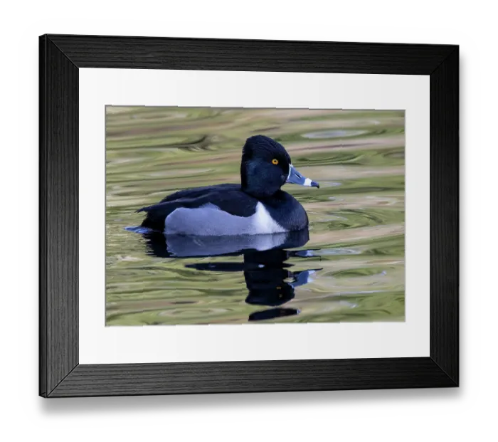 Framed Print : USA, Washington State, Sammamish. Ring-necked diving duck Framed Print : USA, Washington State, Sammamish. Ring-necked diving duck