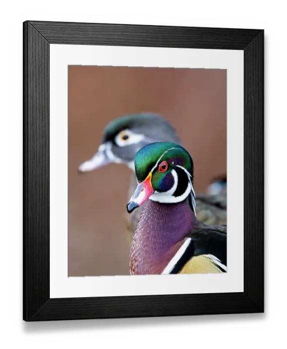 Framed Print : USA, Washington State, Sammamish. Yellow Lake Male and Female Wood Duck Framed Print : USA, Washington State, Sammamish. Yellow Lake Male and Female Wood Duck